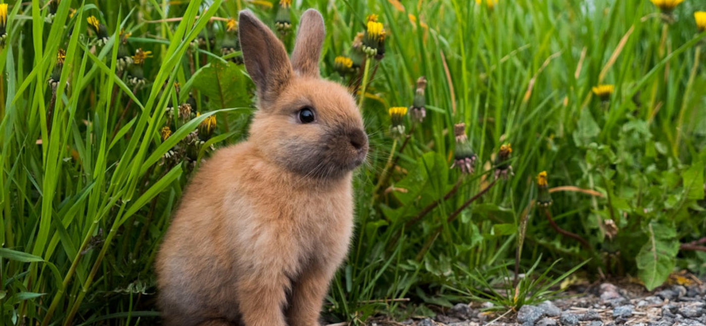 Ostergeschenk gesucht? <br><br> Hier klicken!