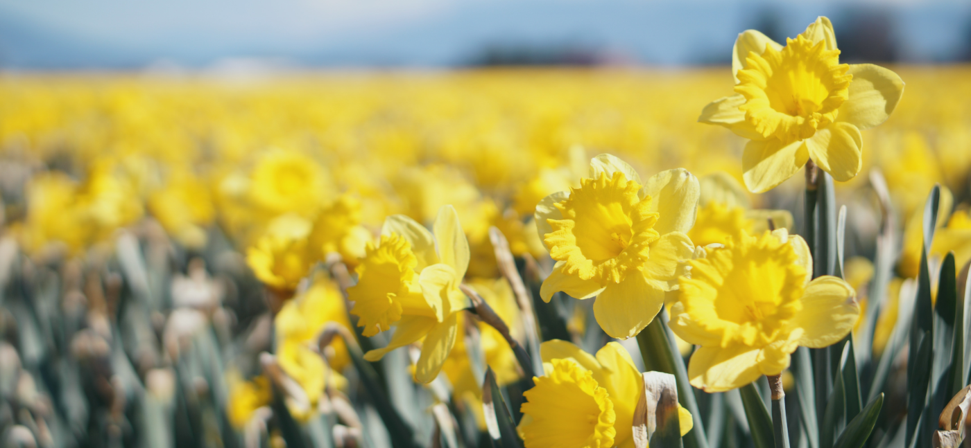 Liebe Kunden! <br><br>Ostersamstag, den 04.04.2026 <br>bleibt unser Geschäft geschlossen!